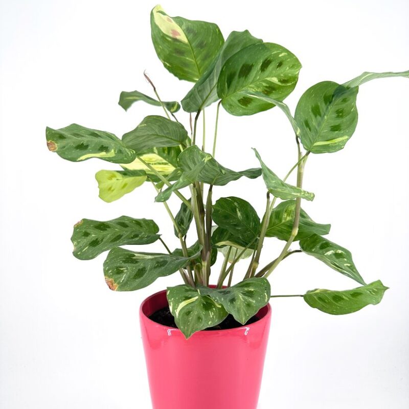Vibrant Plant in Glossy Pink Pot for Stylish Interiors Vibrant indoor plant in a glossy pink pot adds style and beauty to any space.