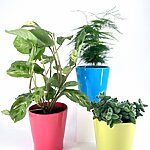 Glazed Ceramic Planter