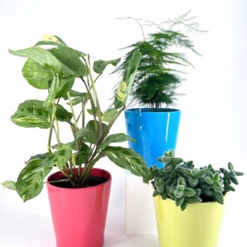 Vibrant potted plants in colourful planters add style and cheer to any indoor space.