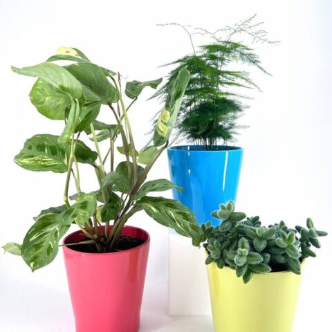 Vibrant potted plants in colourful planters add style and cheer to any indoor space.