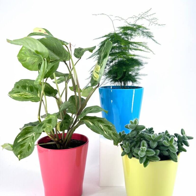 Vibrant potted plants in colourful planters add style and cheer to any indoor space.