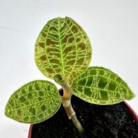 Vibrant green potted plant leaves with striking veining on a stark white background.