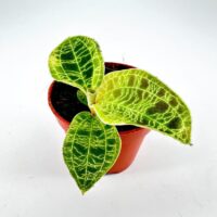 A vibrant green leafy plant in a round reddish-brown pot against a light background. Macodes Petola Jewel Orchid 6cm pot