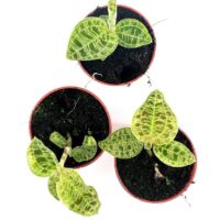 Three vibrant jewel orchids in reddish-brown pots on a white background. Macodes Petola Jewel Orchid 6cm pot