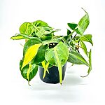 Philodendron Hederaceum Brasil Pothos