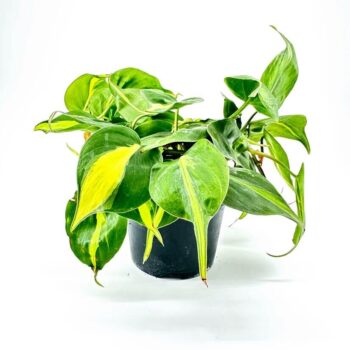 Hanging philodendron plant with heart-shaped variegated leaves in a minimalist black planter.