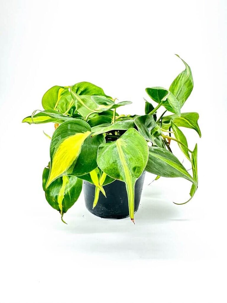 Hanging philodendron plant with heart-shaped variegated leaves in a minimalist black planter.