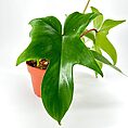 Vibrant green plant with heart-shaped leaves in terracotta pot against white background.