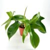 Philodendron Florida Green