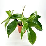 Philodendron Florida Green