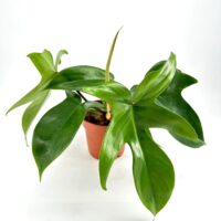 Indoor plant with glossy green leaves in a terracotta pot against a white background.
