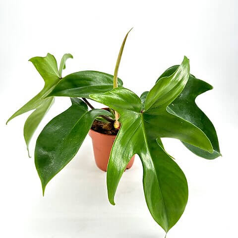 Indoor plant with glossy green leaves in a terracotta pot against a white background.