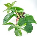 Vibrant philodendron houseplant in terracotta pot, glossy green leaves, white background.