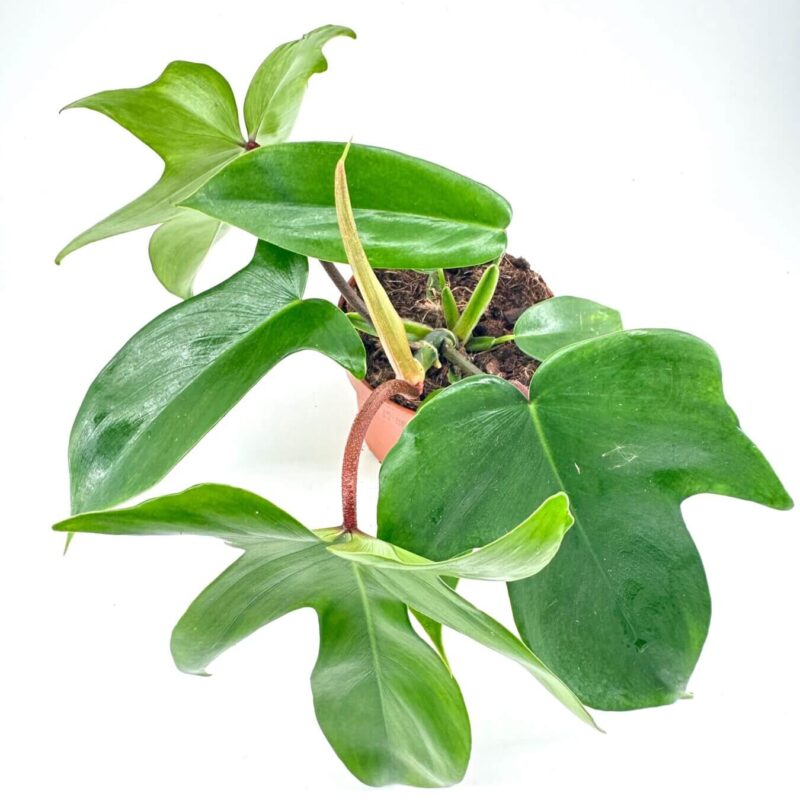 Elegant Philodendron in Terracotta Pot Vibrant philodendron houseplant in terracotta pot, glossy green leaves, white background.