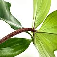 Close-up of lush green plant leaves with textured brown stem on a minimal background.