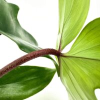 Close-up of lush green plant leaves with textured brown stem on a minimal background.