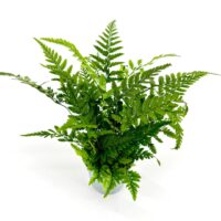 Lush leafy potted fern indoor houseplant, green fronds on white studio background, modern decor.