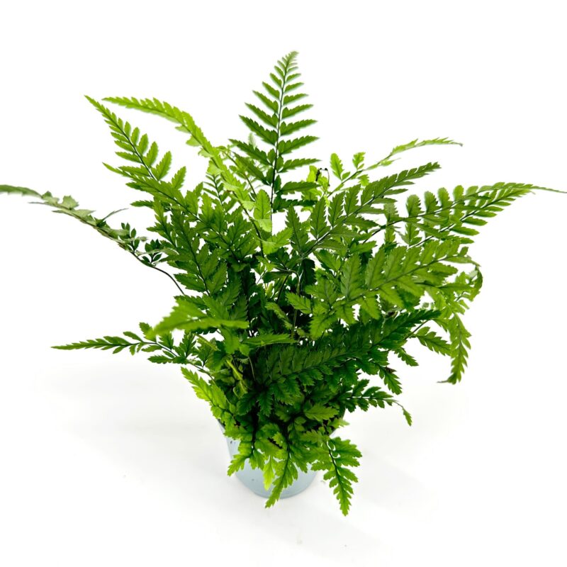 Lush Fern Houseplant on White Studio Background Lush leafy potted fern indoor houseplant, green fronds on white studio background, modern decor.