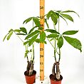 Potted plants with lush green leaves and a measuring stick against a white background.