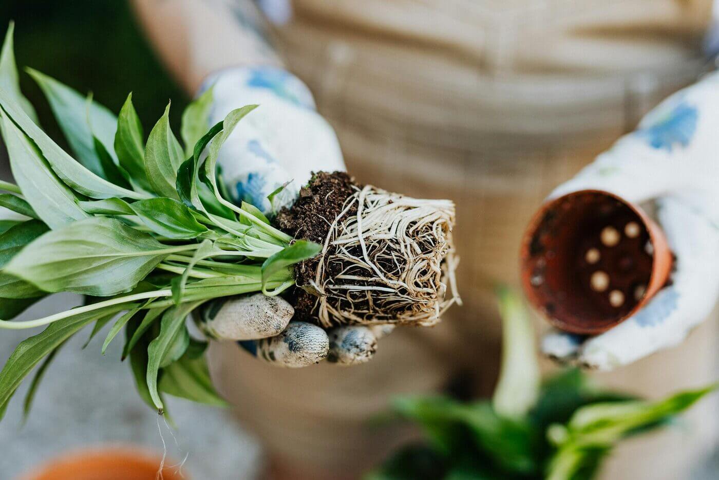 roots repotting peace lily potting service