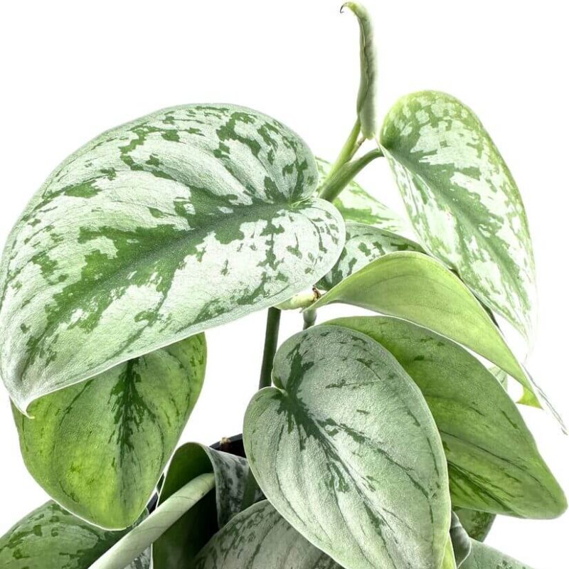 Scindapsus Pictus Trebie Satin Pothos Scindapsus Pictus 'Trebie' – Satin Pothos Trailing Houseplant