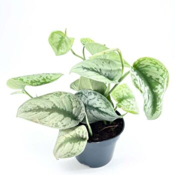 Scindapsus Pictus 'Trebie' – Satin Pothos Trailing Houseplant