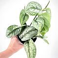 Scindapsus Pictus 'Trebie' – Satin Pothos Trailing Houseplant