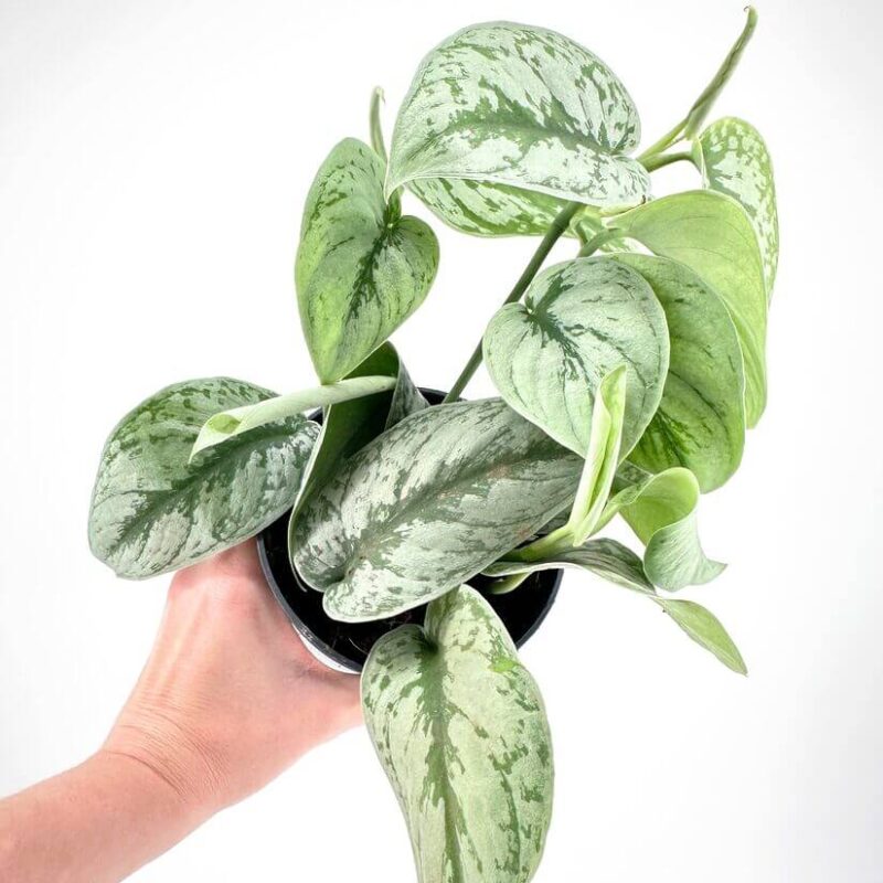 Scindapsus Pictus Trebie Satin Pothos Scindapsus Pictus 'Trebie' – Satin Pothos Trailing Houseplant
