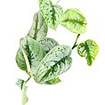 Scindapsus Pictus 'Trebie' – Satin Pothos Trailing Houseplant