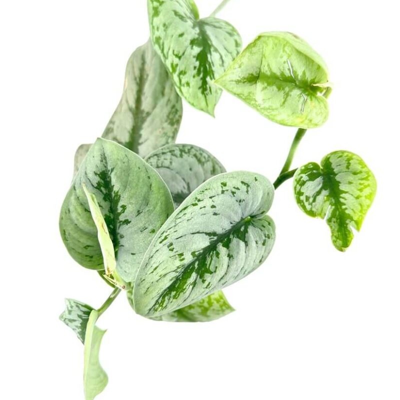 Scindapsus Pictus Trebie Satin Pothos Scindapsus Pictus 'Trebie' – Satin Pothos Trailing Houseplant