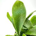 Lush green houseplant with large textured leaves, perfect for brightening indoor spaces.