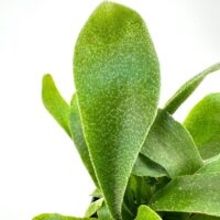 Lush green houseplant with large textured leaves, perfect for brightening indoor spaces.