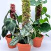 Extendable Live Sphagnum Moss Pole - The Iroko Range