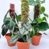Extendable Live Sphagnum Moss Pole - The Iroko Range