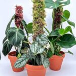 Extendable Live Sphagnum Moss Pole - The Iroko Range