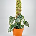 Green moss pole iroko 2