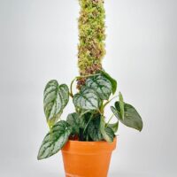 Green moss pole iroko 2