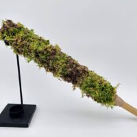 Green moss pole iroko alone