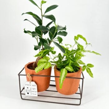ustic terracotta planter set with metal frame holding small houseplants