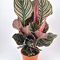 Calathea plant with dark green leaves and decorative pink stripes in a terracotta pot.