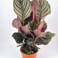 Calathea plant with dark green leaves and decorative pink stripes in a terracotta pot.