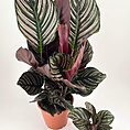 Calathea ornata plants showcasing vivid pink stripes on green foliage with burgundy undersides.