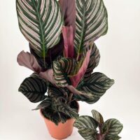 Calathea ornata plants showcasing vivid pink stripes on green foliage with burgundy undersides.