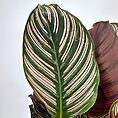 Tropical leaf with green and pink stripes, showcasing natures vibrant patterns and exotic elegance.