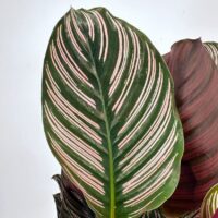 Tropical leaf with green and pink stripes, showcasing natures vibrant patterns and exotic elegance.