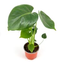 Monstera Deliciosa Cheese Plant
