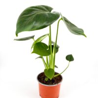 Monstera deliciosa Swiss Cheese Plant in nursery pot with large glossy green leaves