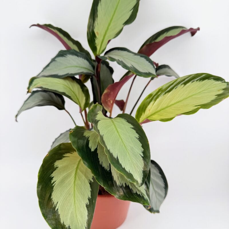 Calathea Picturata Argentea Houseplant Calathea picturata Argentea houseplant with silver green variegated leaves in nursery pot