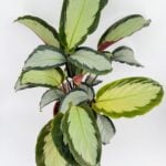 Calathea Picturata Argentea Silver Variegated Prayer Plant