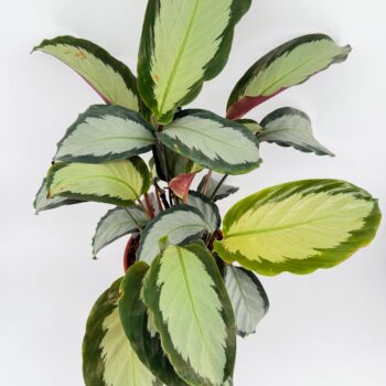 Top view of Calathea picturata Argentea showing silver leaves with dark green edges